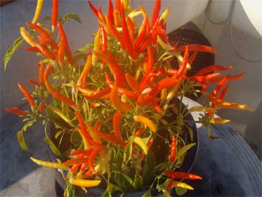 Charlie Pepper Picture