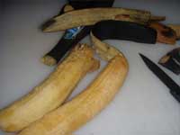Plantain Fritters, peeled plantains Picture